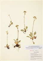 藏品(維吉尼亞虎耳草)的圖片